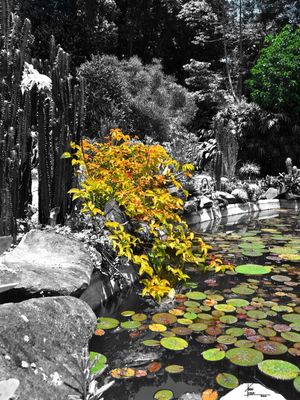AS CORES DO RIO - JARDIM BOTÂNICO