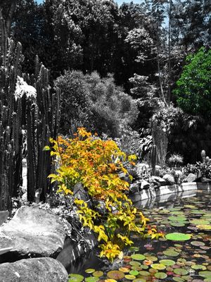 AS CORES DO RIO - JARDIM BOTÂNICO VERDE