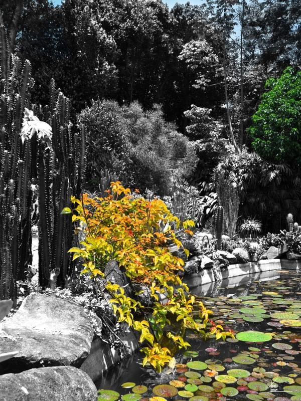 AS CORES DO RIO - JARDIM BOTÂNICO VERDE