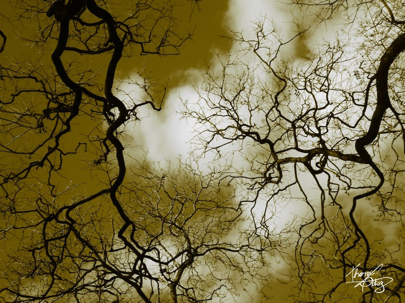 OUTONO AMARELO