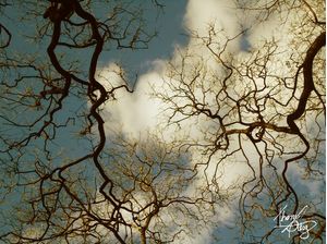 CÉU DE INVERNO