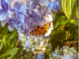 BORBOLETA NA HORTENCIA GRAMADO