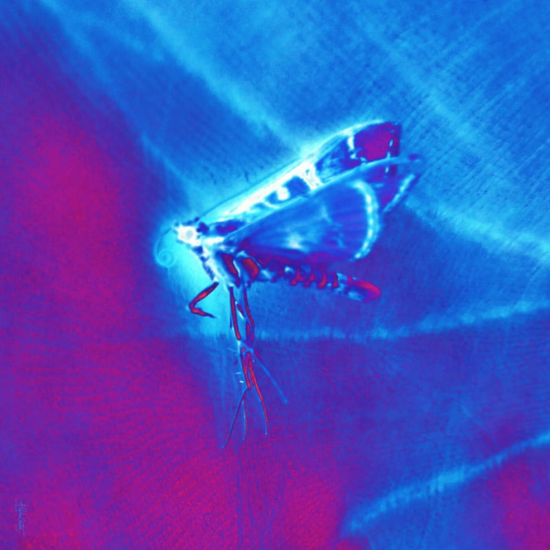 MARIPOSA ROSA E AZUL