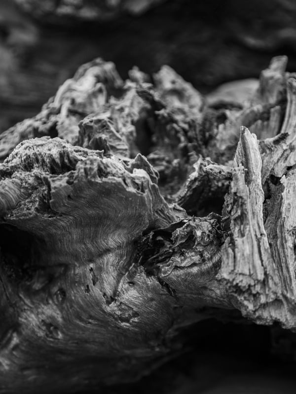 WOOD ABSTRATA 1