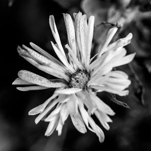 FLOR IMPERFEITA
