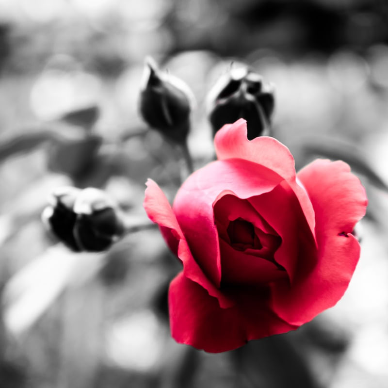 ROSA DE PARIS