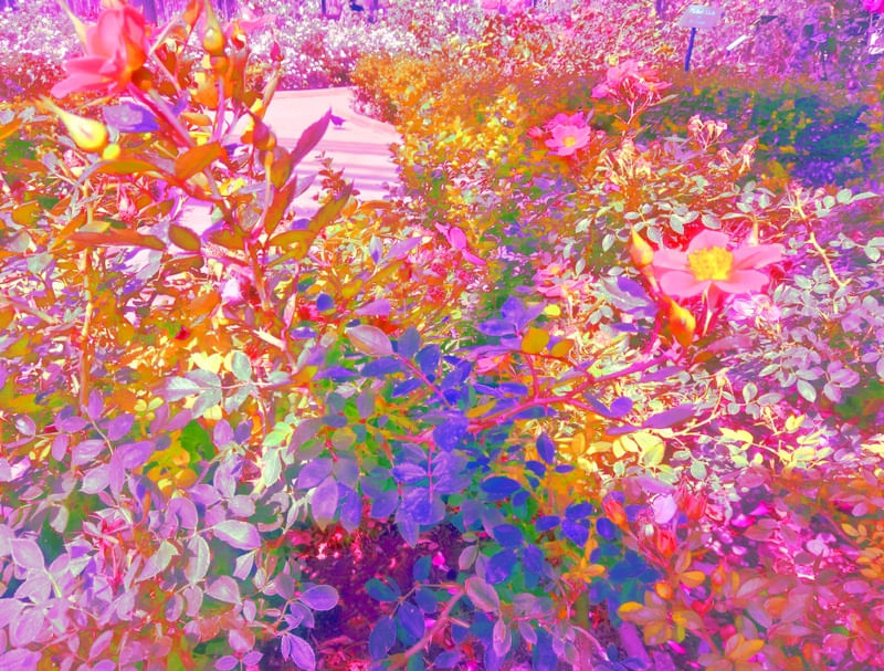 JARDIM ULTRACOLORIDO I
