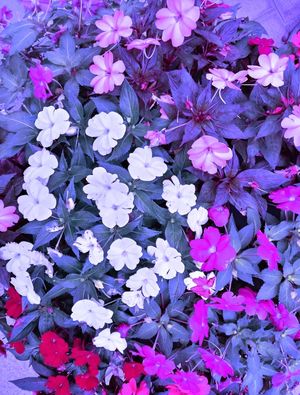 FLORES URBANAS II