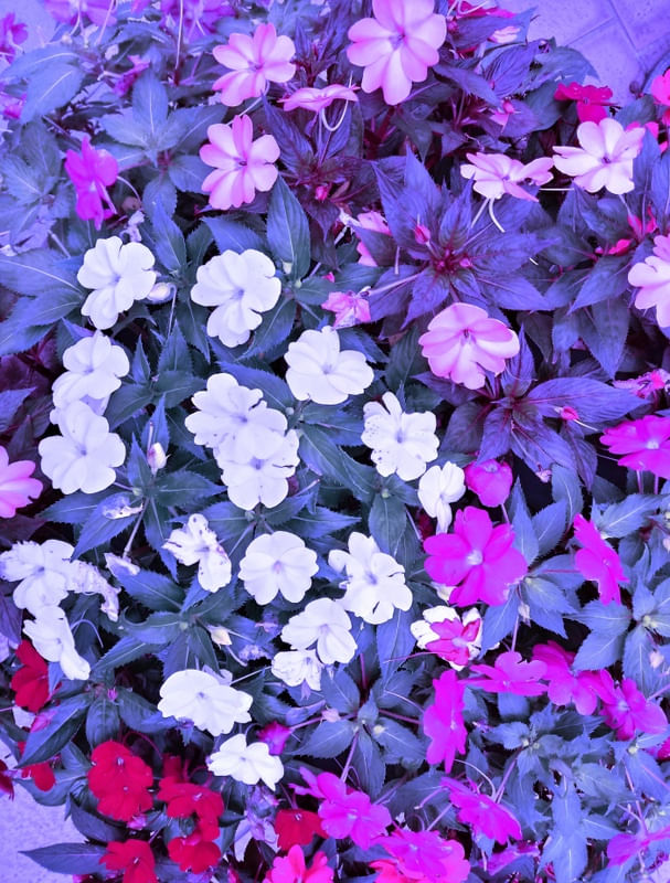FLORES URBANAS II