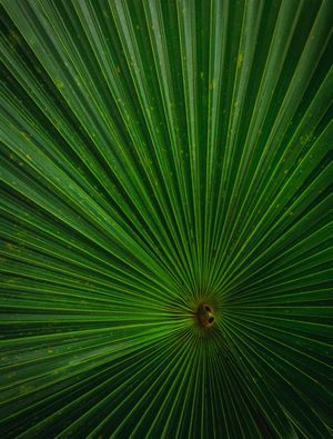 ABSTRATIVISMO VEGETAL