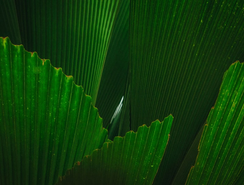 ABSTRATIVISMO VEGETAL II