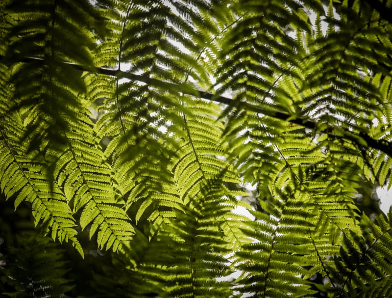 FOLHAS VERDES NATUREZA