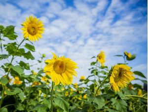GIRASSOL AMARELO COM CÉU AZUL