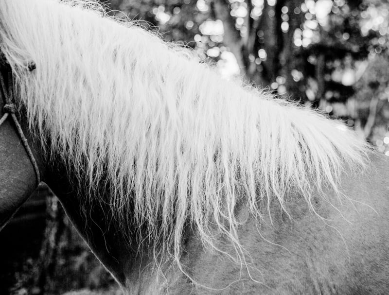 CRINA DE CAVALO PB