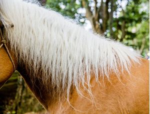 CRINA DE CAVALO
