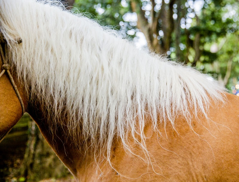 CRINA DE CAVALO