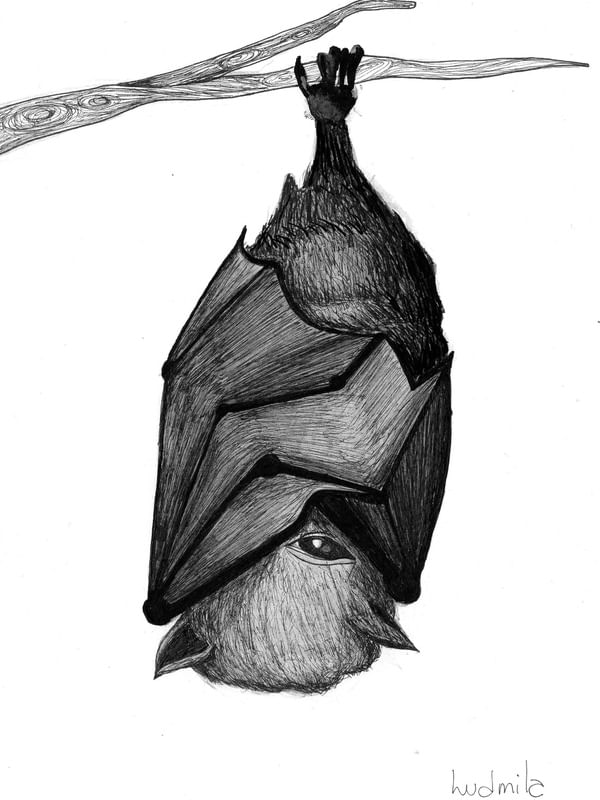 MORCEGO DORMINHOCO