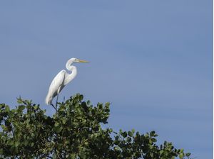 ELEGANTE GARÇA
