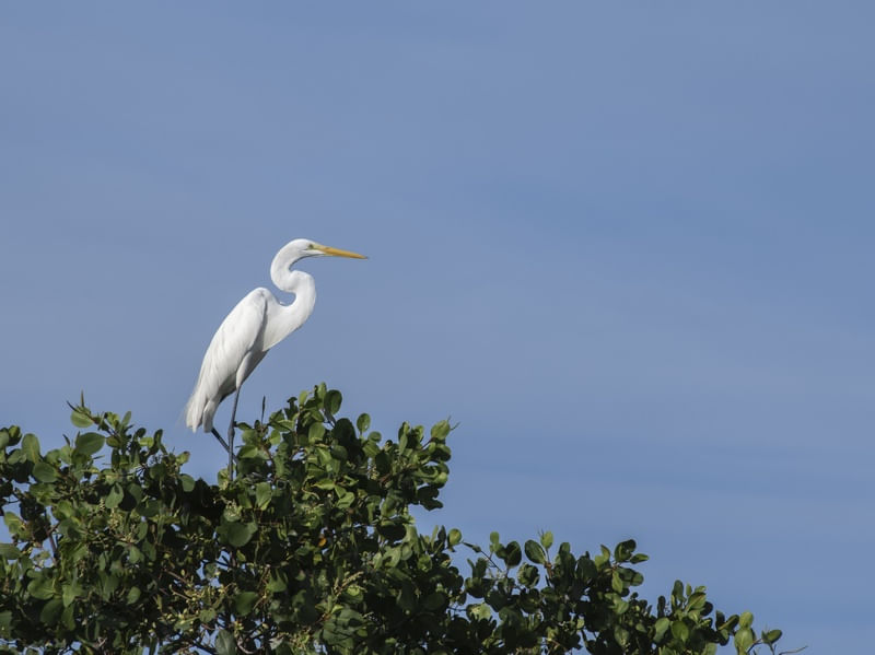 ELEGANTE GARÇA