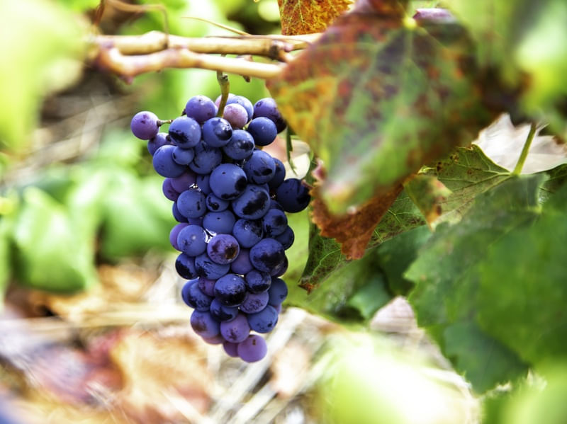 UVAS