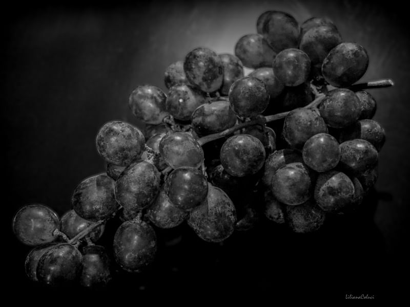 UVAS B&W