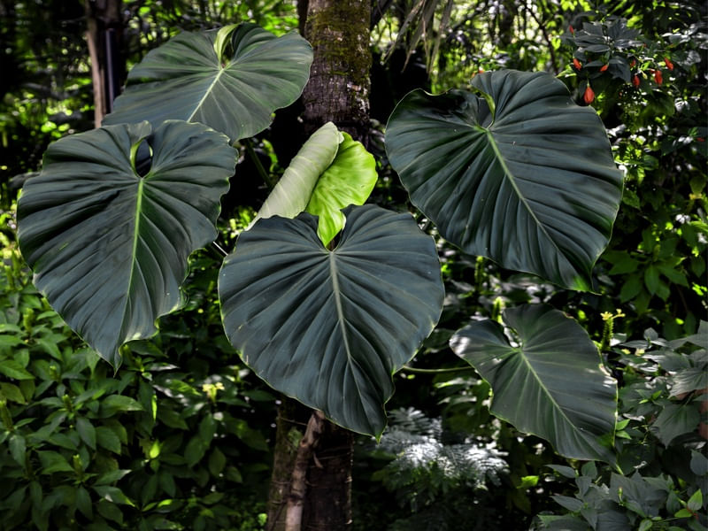 NATUREZA VERDE