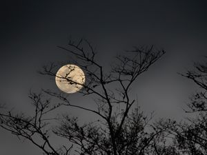 NOITE DE LUA
