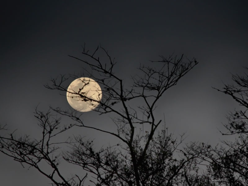 NOITE DE LUA
