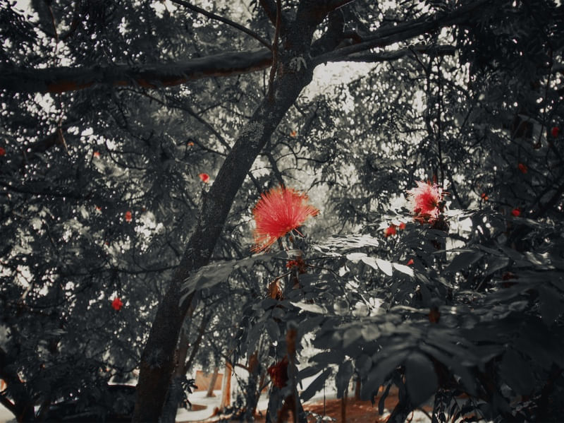FLOR VERMELHA COM CINZA
