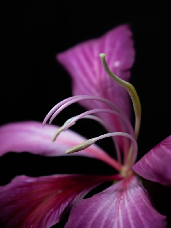 PURPLE LIFE