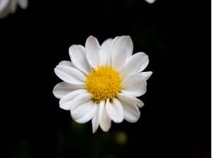 VIDA DE MARGARIDA