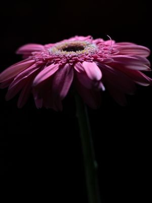 ROSA EM FLOR