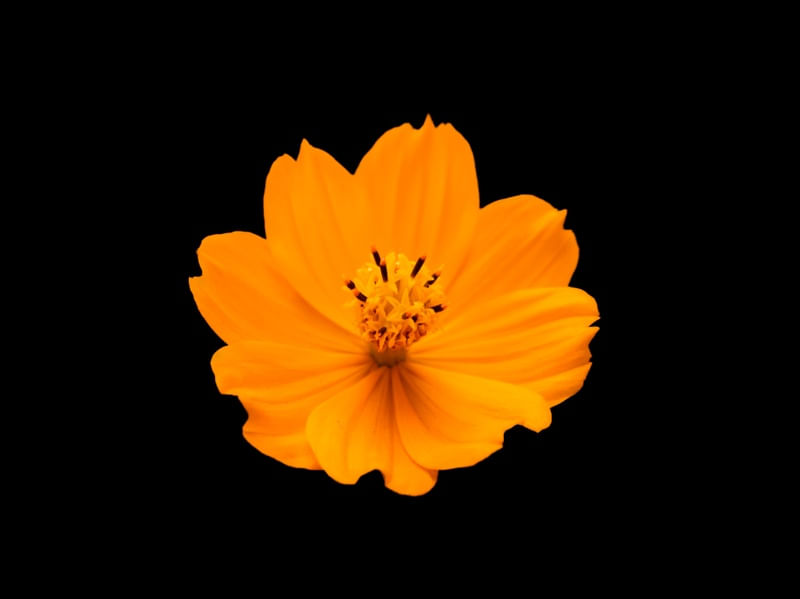 BRILHO DE MARGARIDA