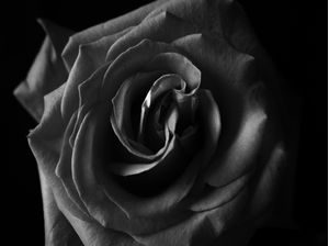 ROSA POR PERTO