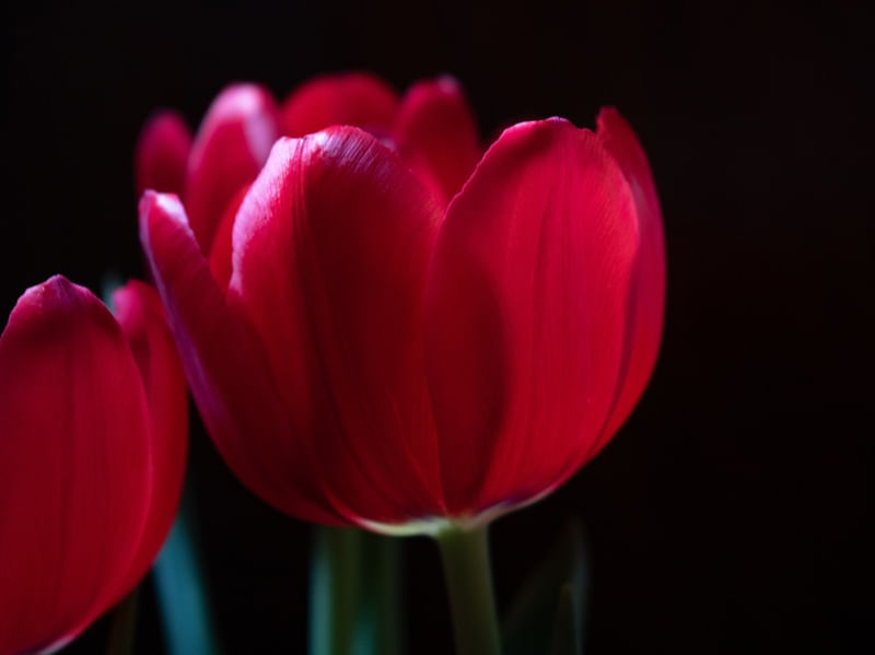 TULIPA NA VIDA
