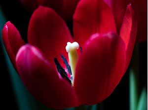 TUDO POR TULIPA