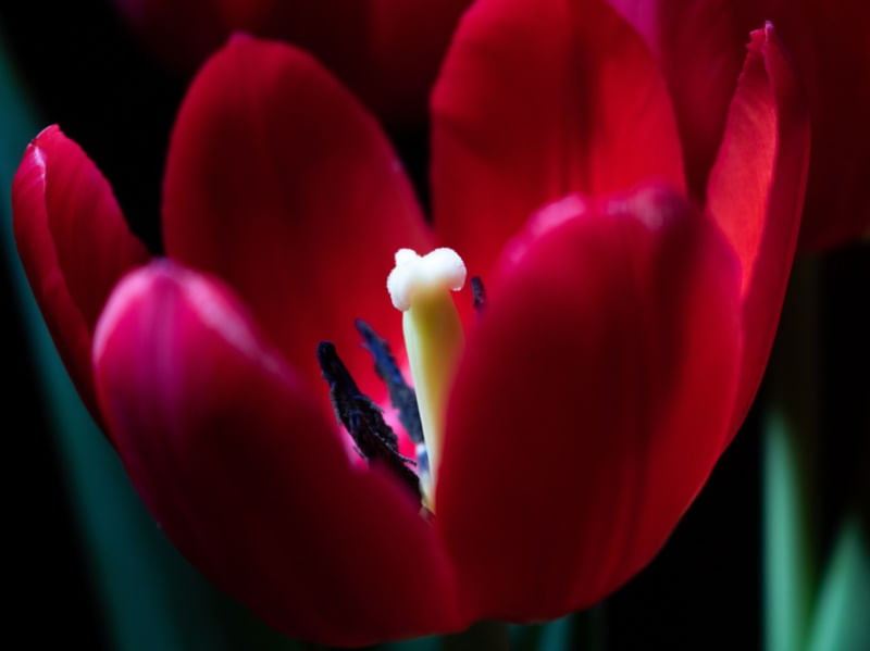 TUDO POR TULIPA
