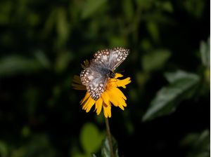VIDA BORBOLETA