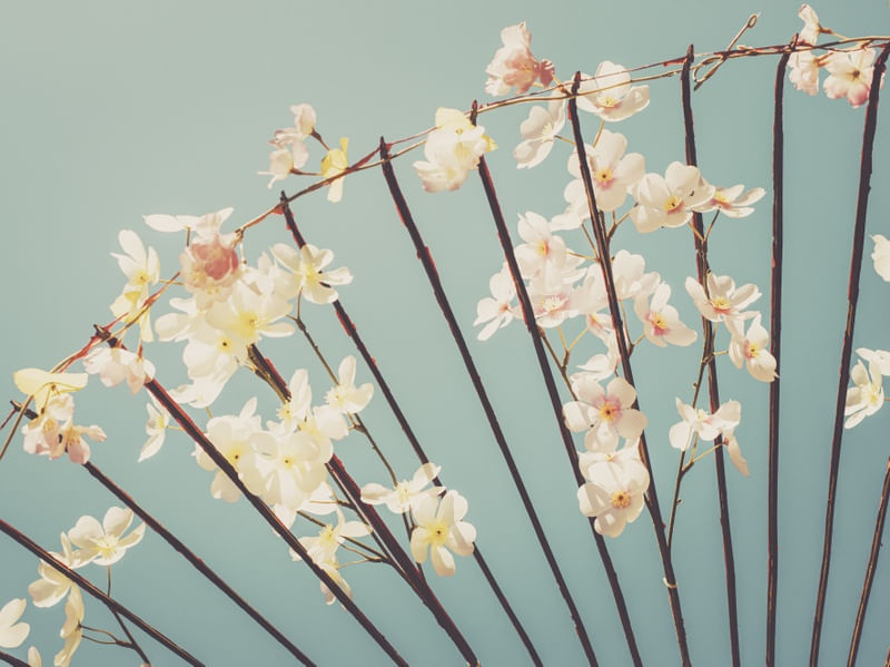 FLORES DE CEREJEIRA NO JAPÃO