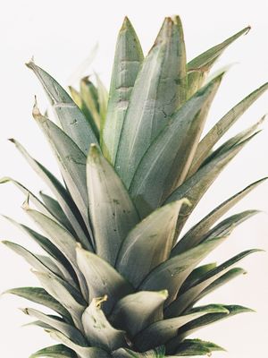 ABACAXI LEAF
