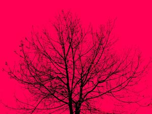 CÉU DE CEREJEIRA