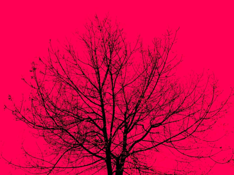 CÉU DE CEREJEIRA