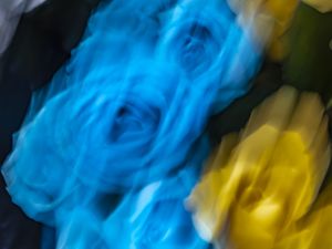 ROSES BLUR