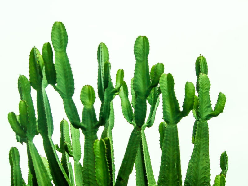 VERDE CAQUITO
