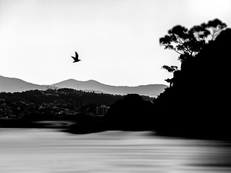 VOO DA GAIVOTA BW