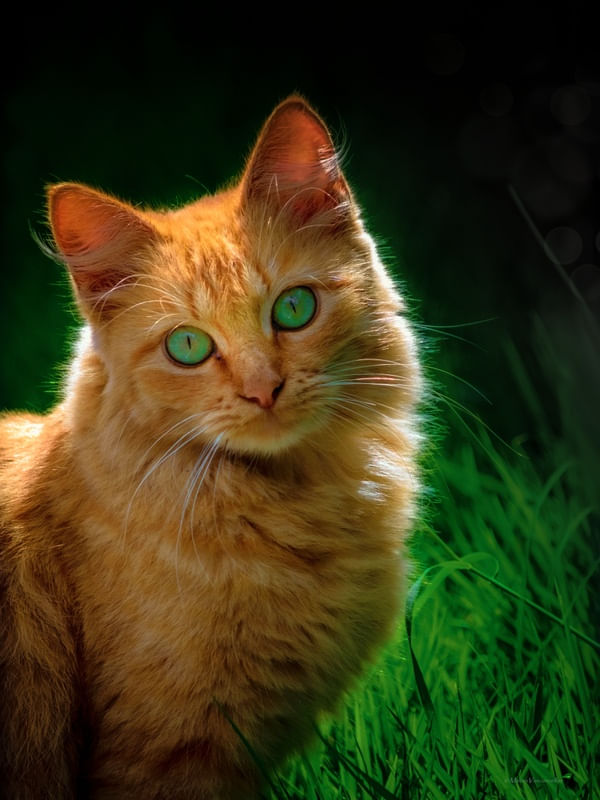 PET CAT