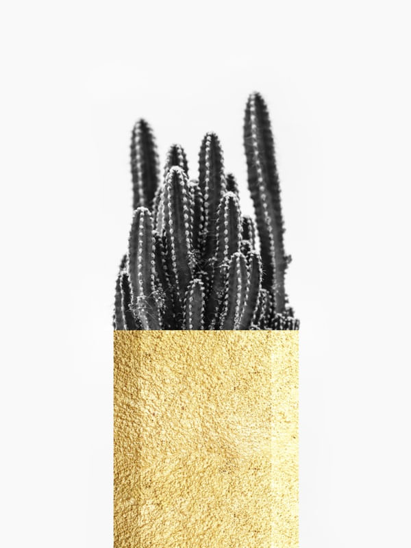 CACTOS E OURO III