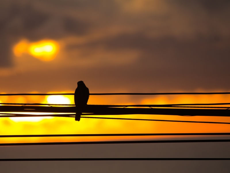 OBSERVANDO O NOVO DIA