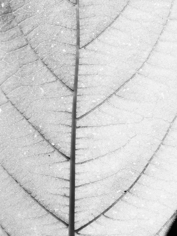 TEXTURA NATURAL PB
