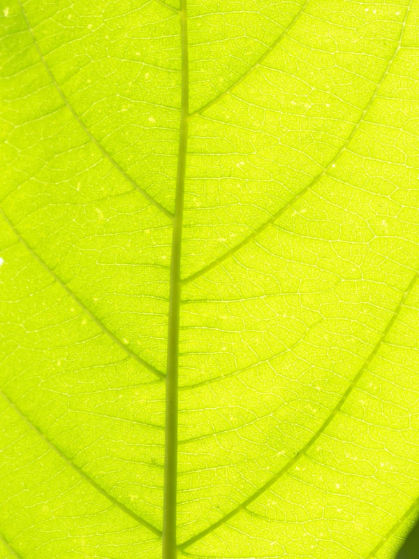 TEXTURA NATURAL